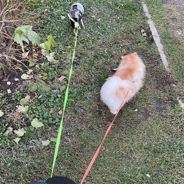 Retractable Dog Leash For Small Dogs Reflective Dual Pet Leash Lead 360 Swivel No Double Dog Walking Leash With Lights Pet Products - Image 9